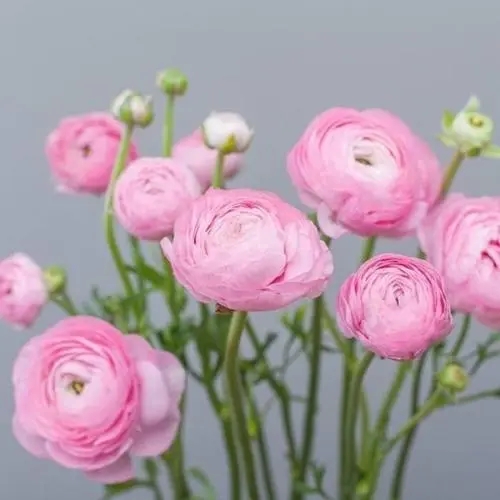 花毛莨种球种根花卉种子芹叶牡丹洋牡丹盆栽室内园艺四季种植