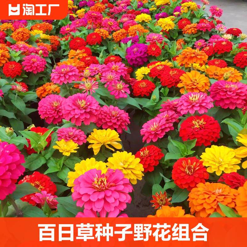 百日草种子野花组合四季播种菊花种籽子花种盆栽重瓣虞美人种植