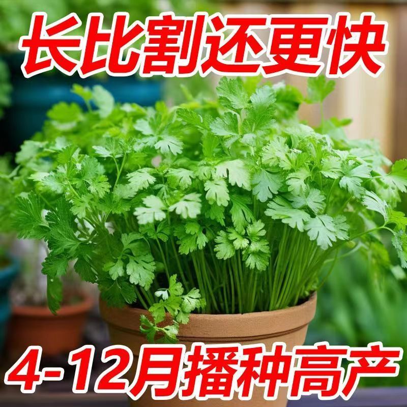 【热销】香菜种子一年四季