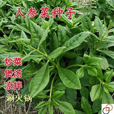 人参菜种子原厂包装土高丽