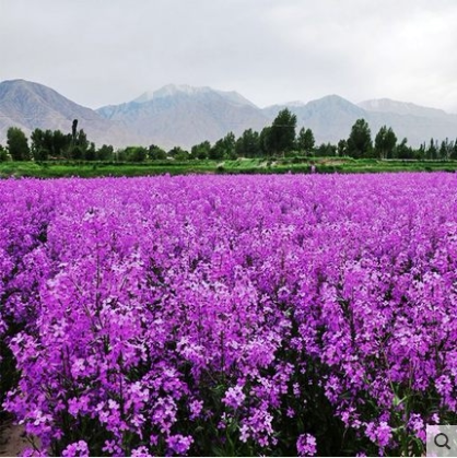 观赏油菜种子秋播花卉种子彩色油菜花籽二月兰蓝香芥果园绿肥牧草