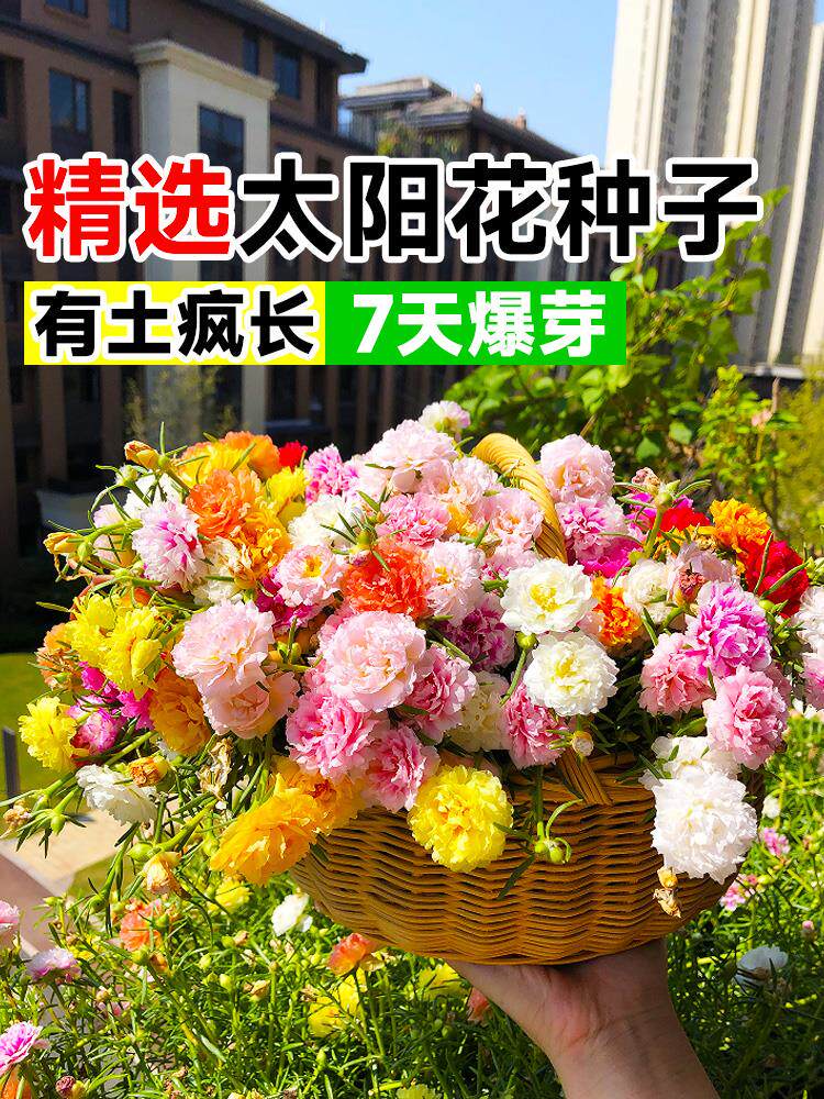 太阳花种孑重瓣花种籽四季开花波斯菊花籽百日草庭院种植易活种子