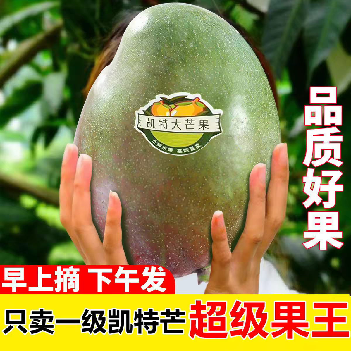 特价10斤四川攀枝花凯特芒果特大超大皮薄肉厚新鲜水果整箱包邮