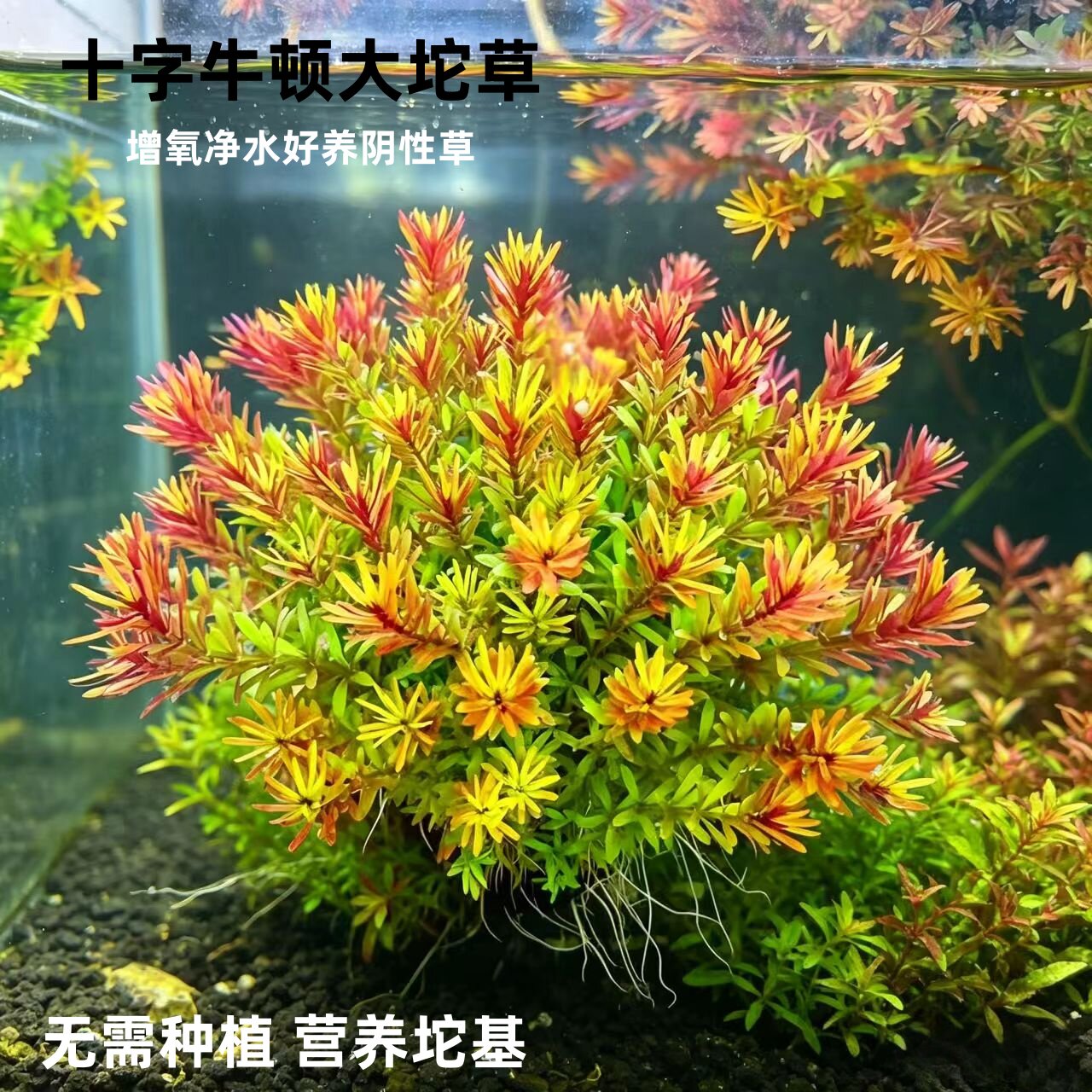 薰衣草坨草圆叶开花水草鱼缸淡水植物造景增氧净化水质新手好养