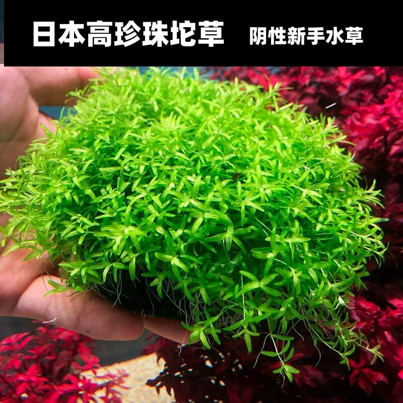 日本高珍珠新手入门阴性懒人增氧水草鱼缸造景