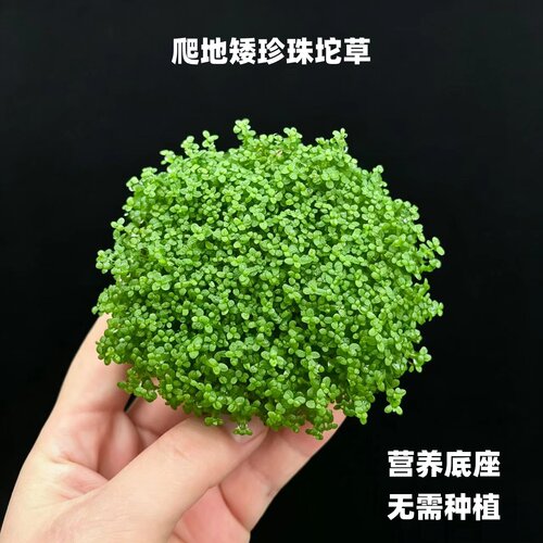 爬地矮珍珠坨草绿色阴性草坪水草无需种植营养底座易繁殖好养水草