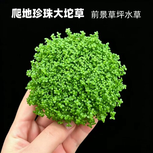 爬地矮珍珠前景草坪水草淡水懒人水草缸造景