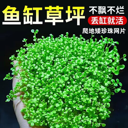 爬地矮珍珠前景阴性活体水草好养草鱼缸草缸造景