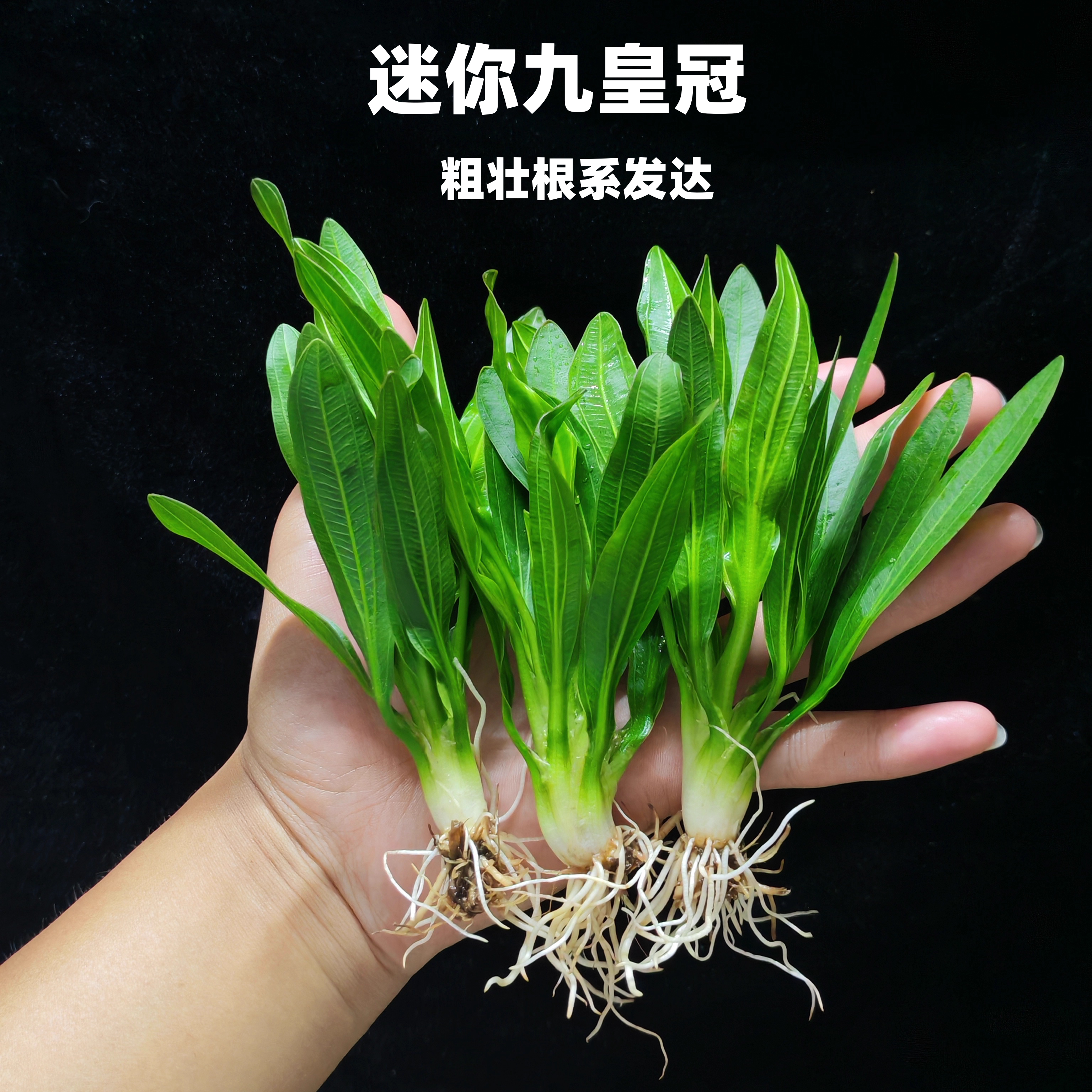 迷你九大叶九皇冠草后景阴性好养鱼缸造景水草净化水质