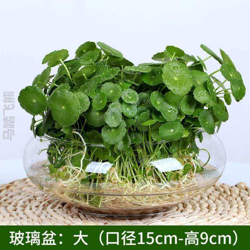 养植!培植空气招财园艺绿植简约绿萝创意吊兰植物水生金钱草净化
