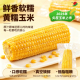 2025东北新鲜黄糯玉米甜糯真空包装 整箱粘糯苞米棒加热即食旗舰店