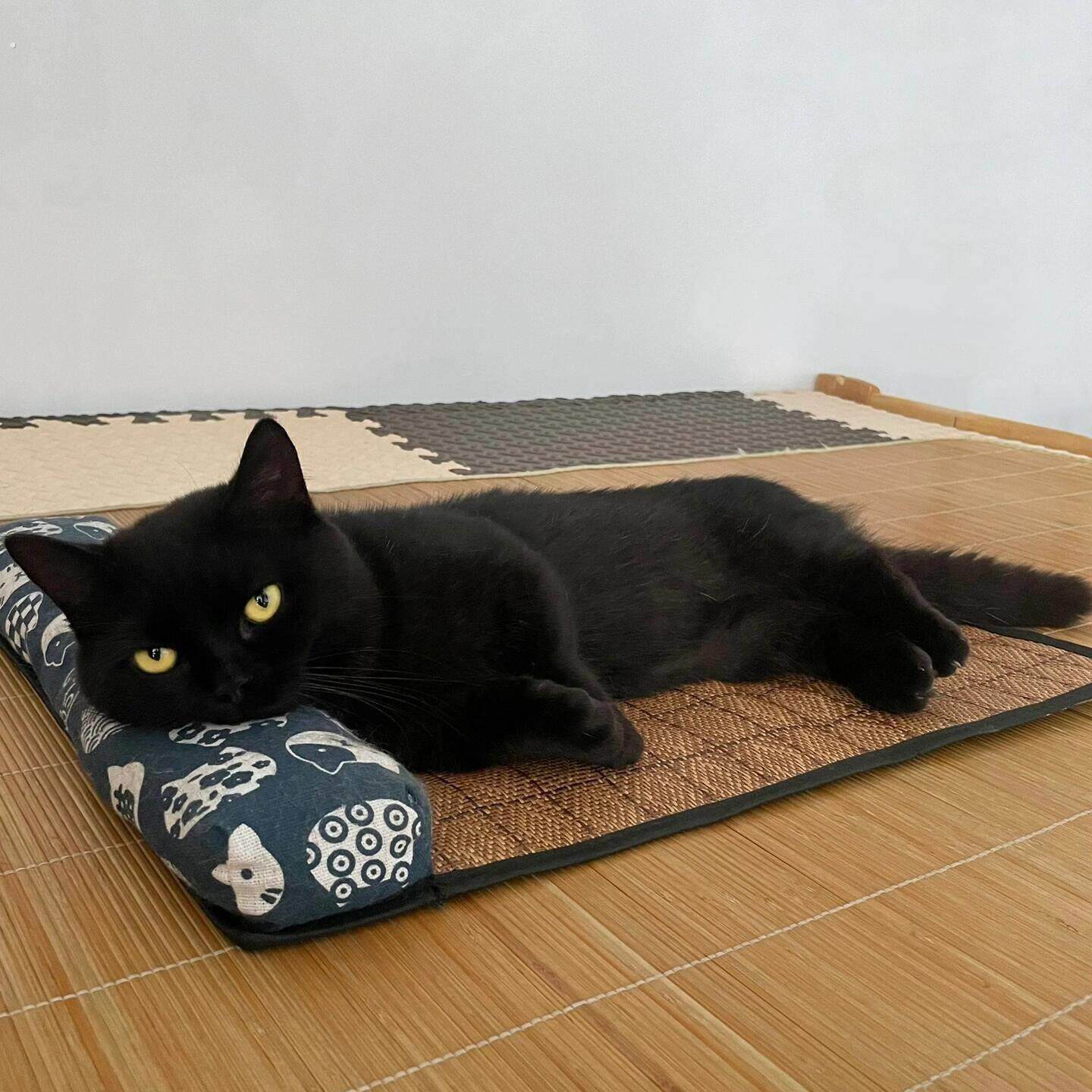 夏季藤编宠物凉席垫物理降温猫垫子布偶猫窝冰垫法斗狗垫子枕头