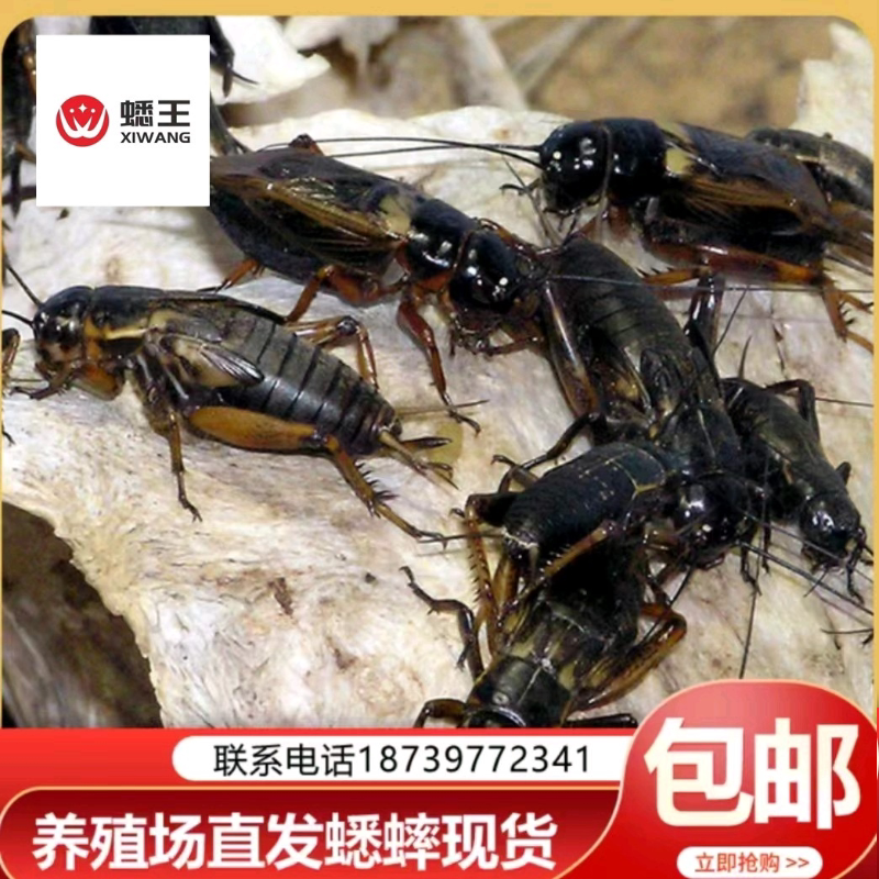 中华双斑油葫芦蟋蟀 可食用蛐蛐 宠物活体饲料昆虫养殖场直发现货