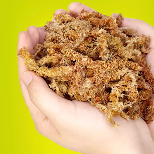 美乐棵智利毛毛虫水苔干苔藓龟背竹蝴蝶兰花水苔柱专用土爬宠介质