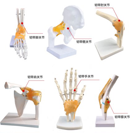 人体关节骨骼手肘腕脚踝骨肩膝关节髋骨科附韧带医学教学玩具模型