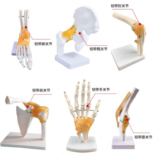 人体关节骨骼手肘腕脚踝骨肩膝关节髋骨科附韧带医学教学玩具模型