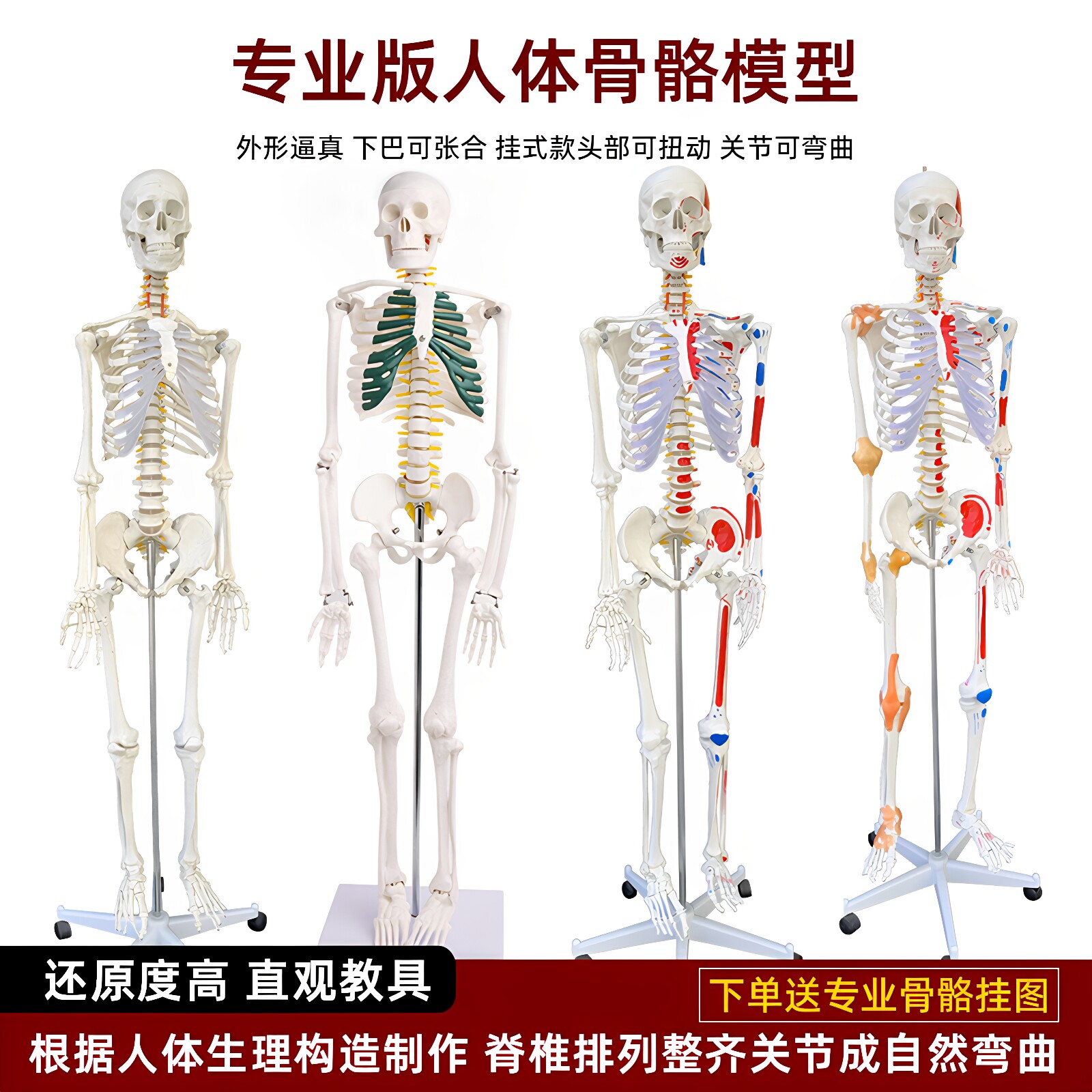 人体脊椎骨架结构拆卸医用骨头全身骨骼小白肌肉解剖模型教具摆件