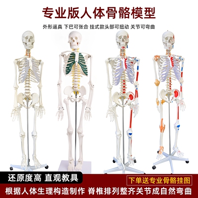 高品质骨骼模型厂家直销医学标准