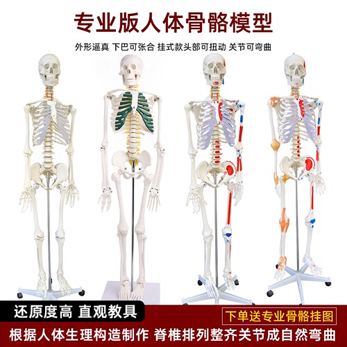 高品质骨骼模型厂家直销医学标准