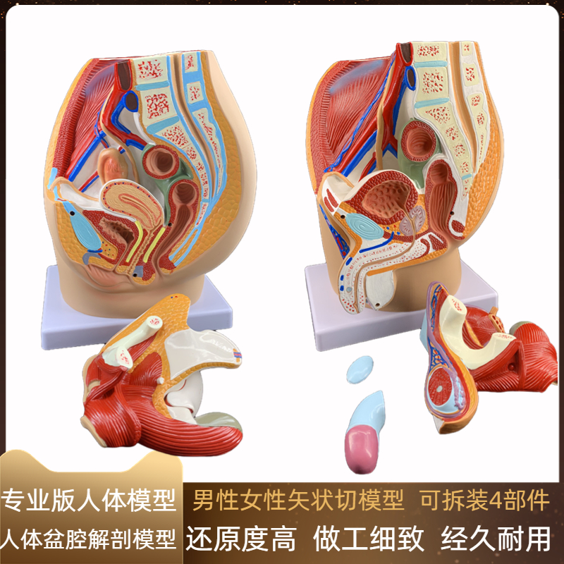 华夏男性女性矢状盆腔解剖