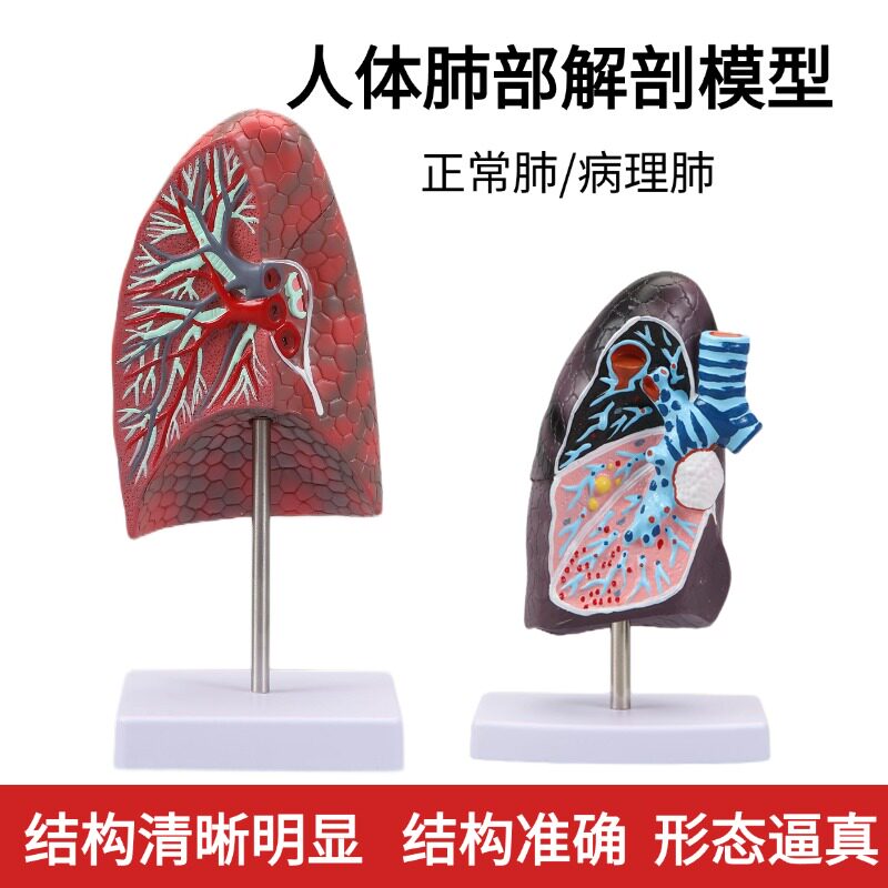 人体肺解剖模型呼吸系统模型