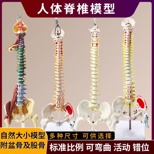 政河脊椎模型厂家直销医学可弯曲