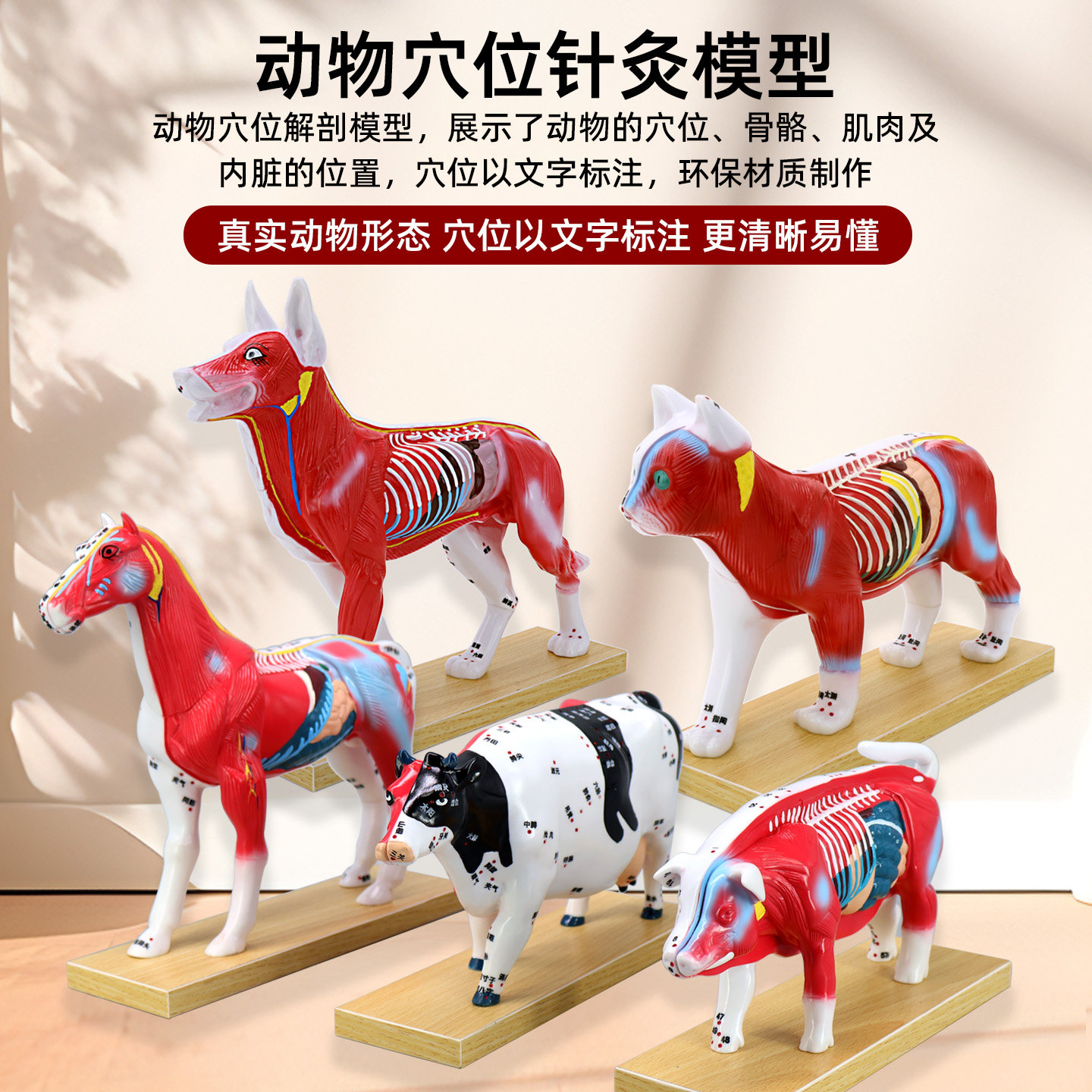 动物穴位针灸解剖教学模型