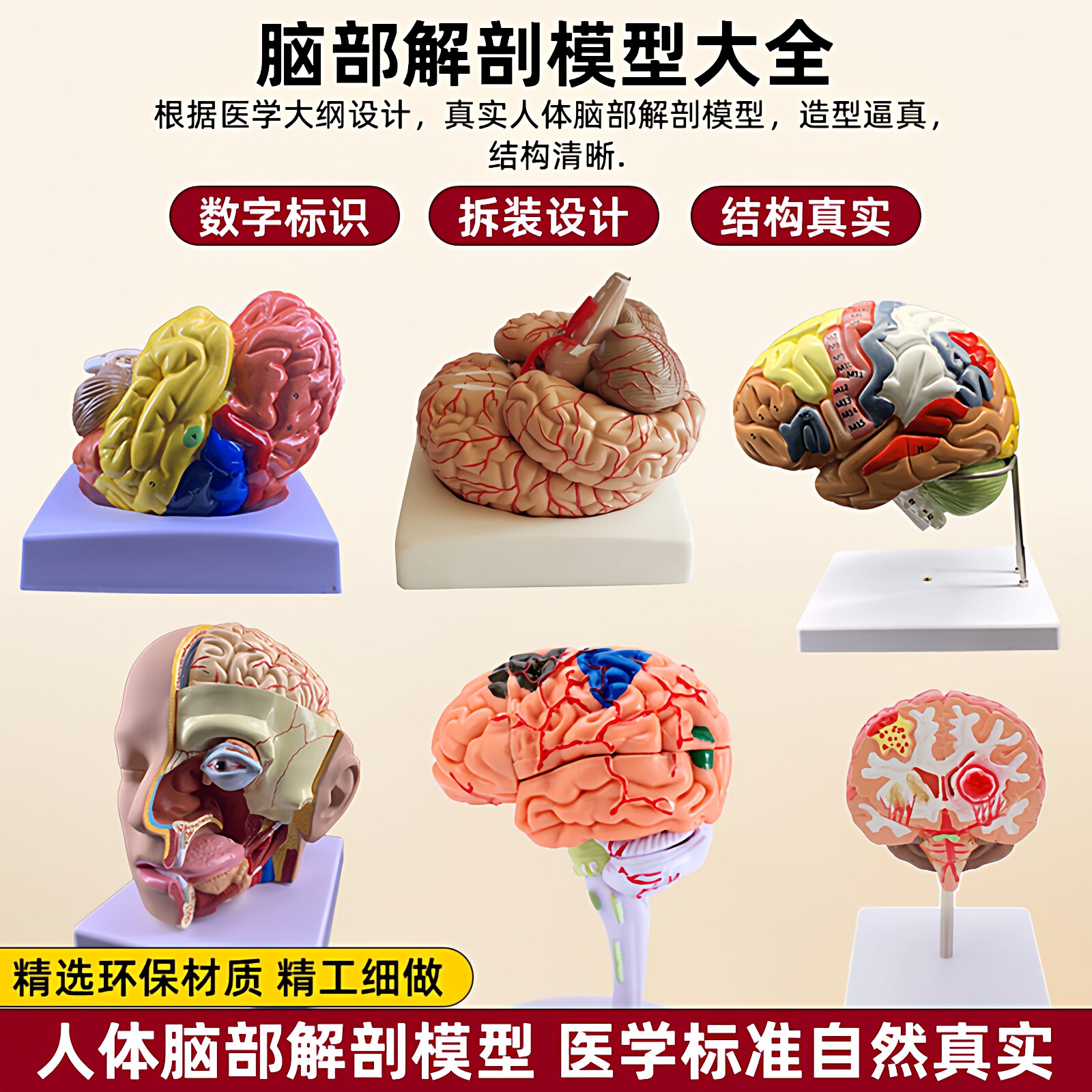 仿真人体脑部解剖模型教学用