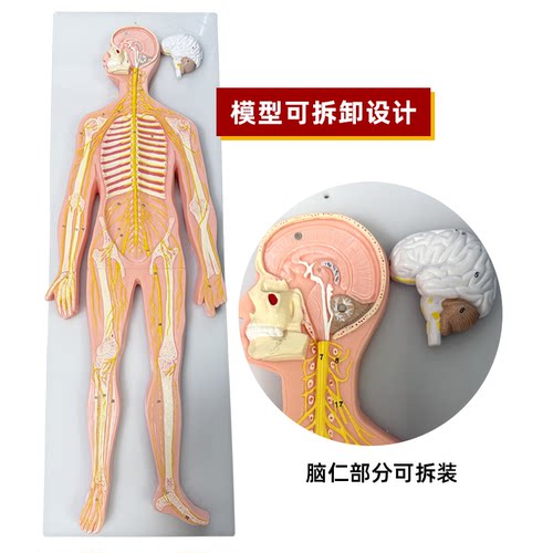 医学人体神经系统模型