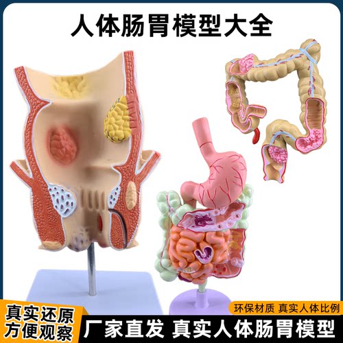 人体肠道结构解剖模型厂家直销