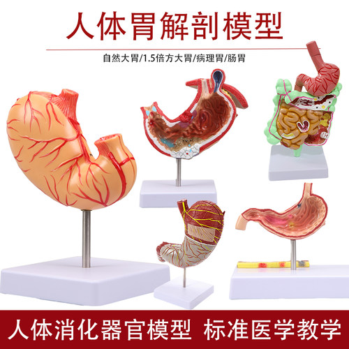 人体胃解剖模型自然大胃模型