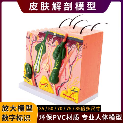 立体皮肤组织结构层次放大解剖模型医教学头皮毛发生理结构图模块