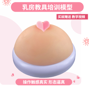 家政月嫂人体仿真女性乳房催乳师培训道具哺乳硅胶乳房教具模型