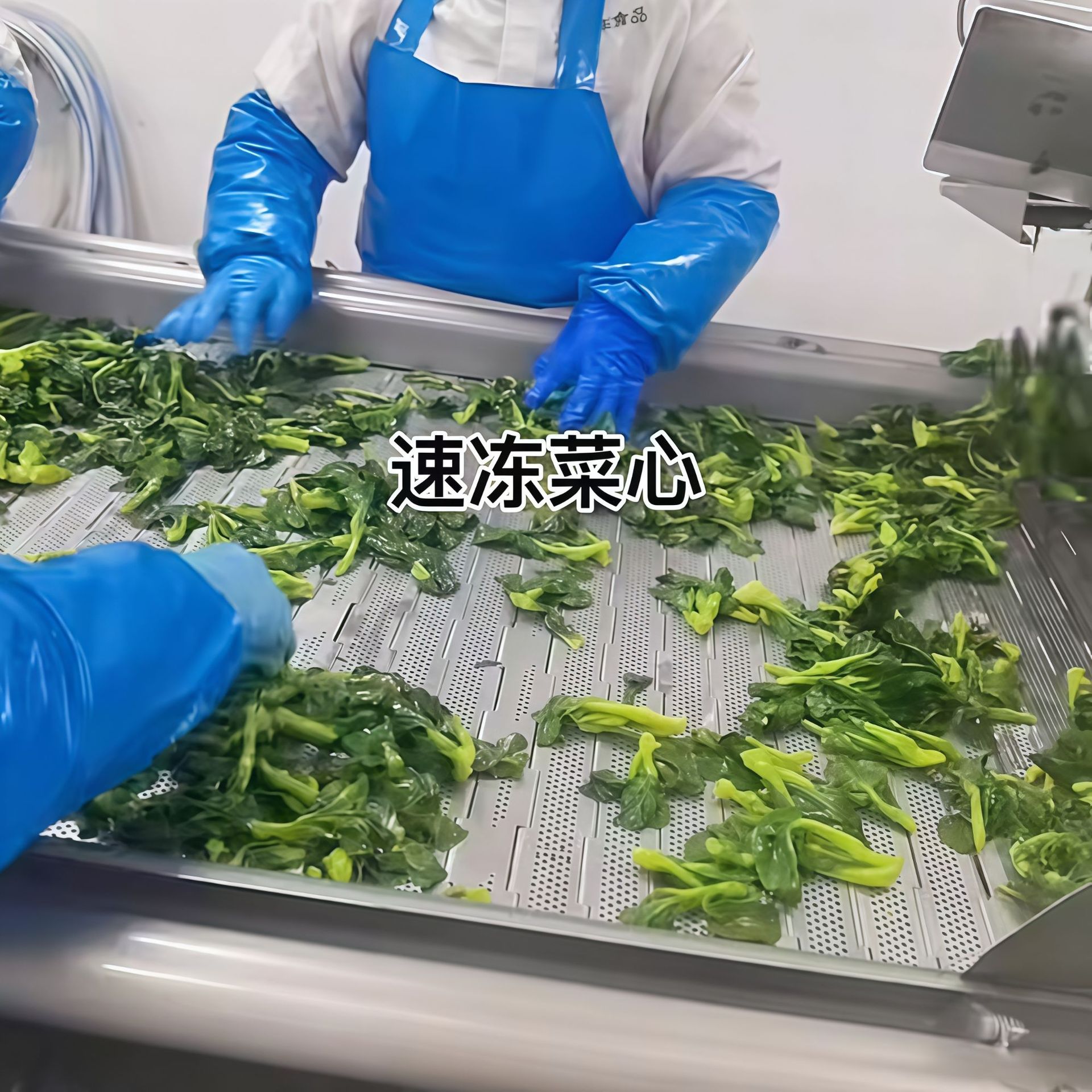 预制菜菜心速冻机 菜心大型速冻机 农产品加工冷冻设备生产厂家