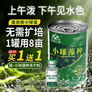 蛋白核小球藻藻种水产养殖鱼塘浓缩绿藻肥水培藻硅藻种高活性藻种