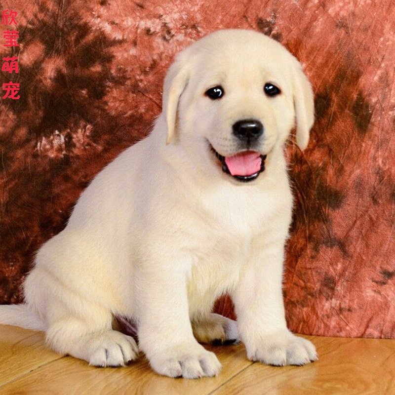 纯种拉布拉多幼犬活体神犬小七导盲犬金毛犬幼犬家养大型犬宠物狗