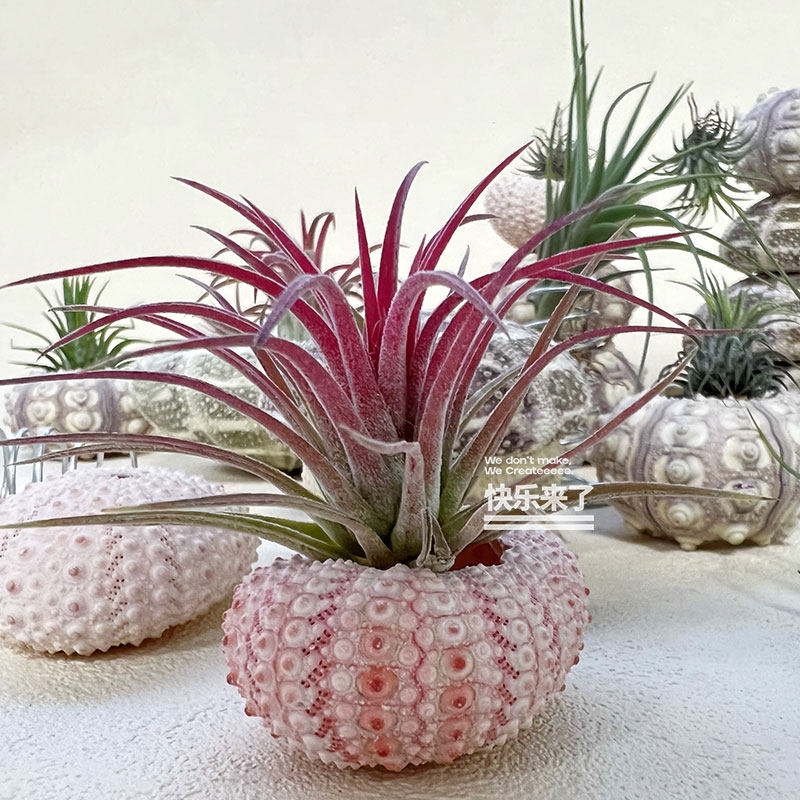 空气凤梨盆栽好养活小众原创趣味绿植好养无土解压懒人办公室绿植