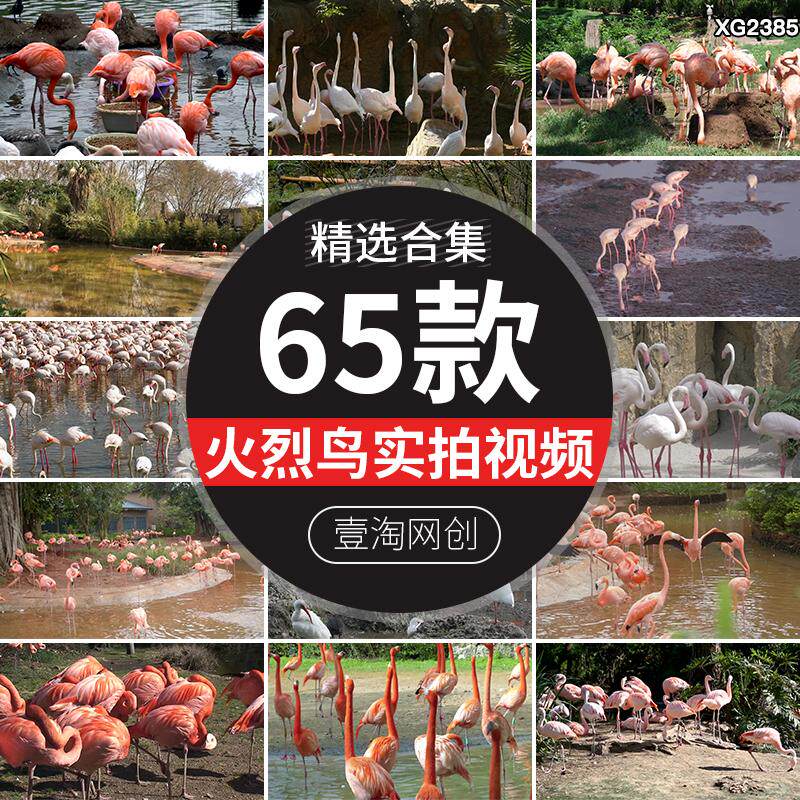湖上火烈鸟粉红色鸟群红鹳飞翔鸟类野生动物特写镜头实拍视频素材