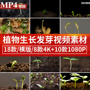 绿色植物种子发芽幼苗快速生长延时嫩苗从土壤破土而出短视频素材