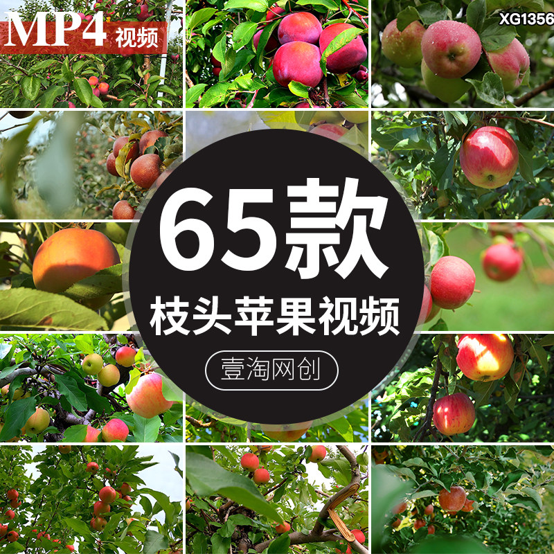 果园成熟苹果树枝头青红苹果特写镜头采摘水果高清实拍短视频素材