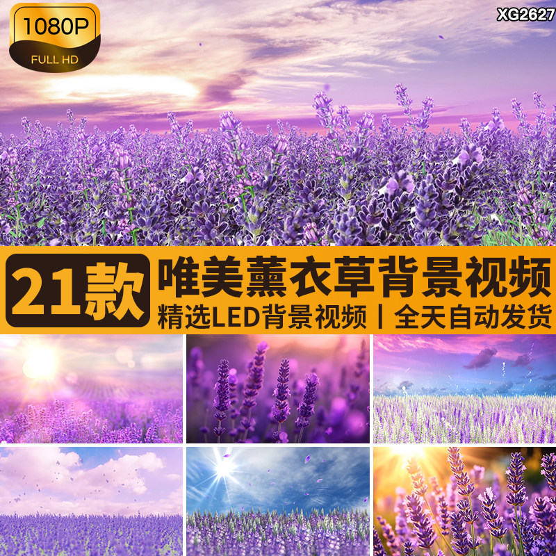 唯美浪漫紫色薰衣草春天花海天空婚礼舞台大屏幕LED背景视频素材
