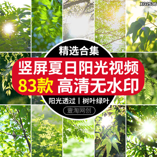竖屏夏日阳光透过树叶绿叶空镜头夏天绿树小清新实拍高清视频素材