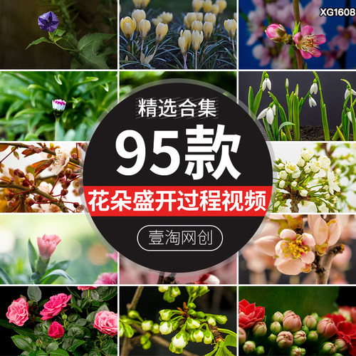 春天鲜花盛开生长过程延时发芽开花植物春暖花开绽放实拍视频素材