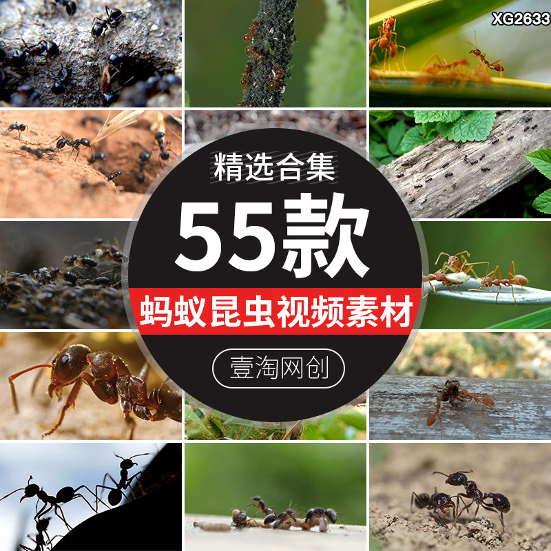 黑蚂蚁昆虫蚁群搬家微距特写搬运食物红蚂蚁窝实拍高清短视频素材