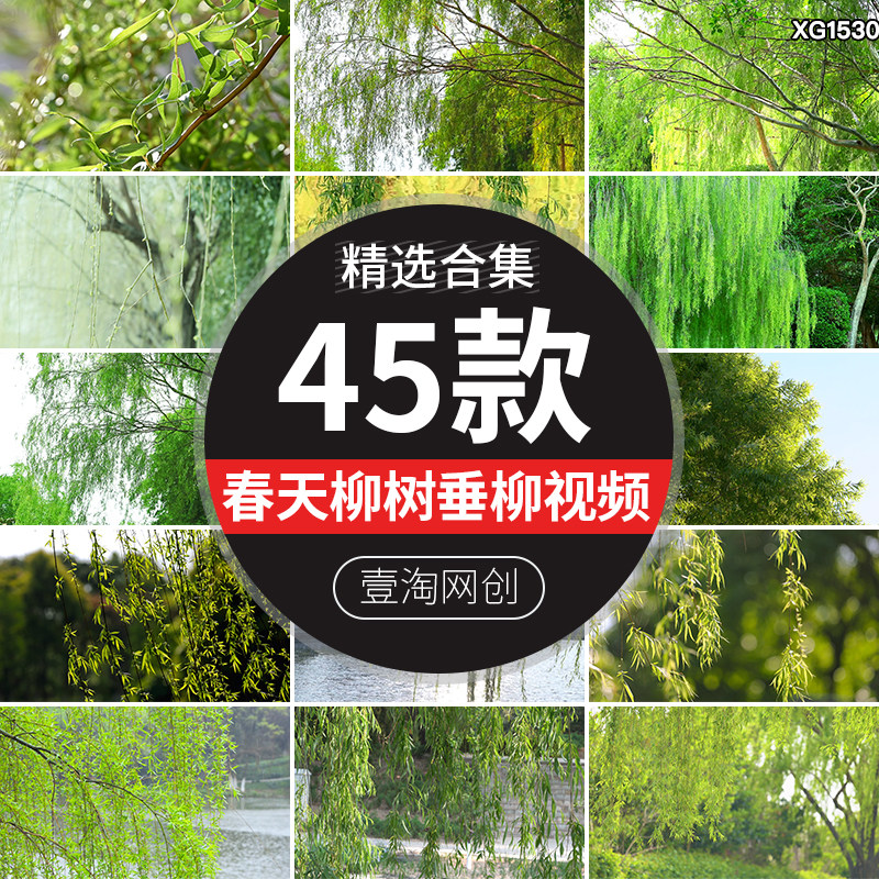 春天柳树柳叶柳芽春分春季初春立春春意清新夏天垂柳杨柳视频素材