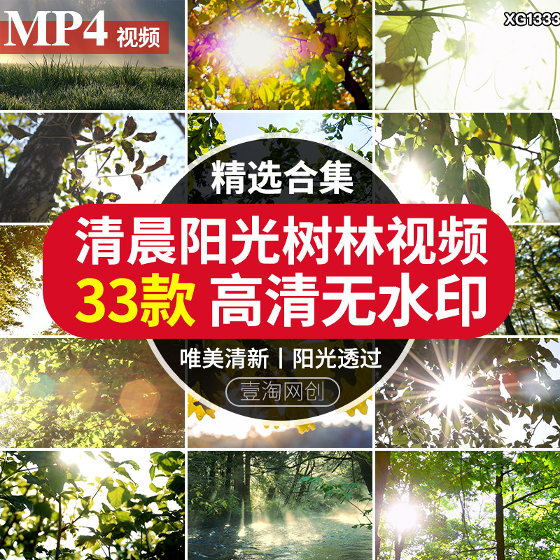 清晨阳光照射森林树林唯美小清新阳光穿透过光树叶特写短视频素材