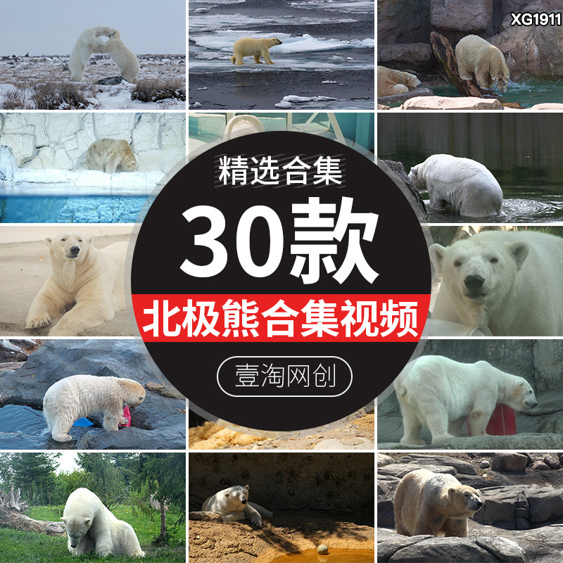 寒冷极地北极熊海洋馆动物园玩耍水中游泳实拍高清短剪辑视频素材