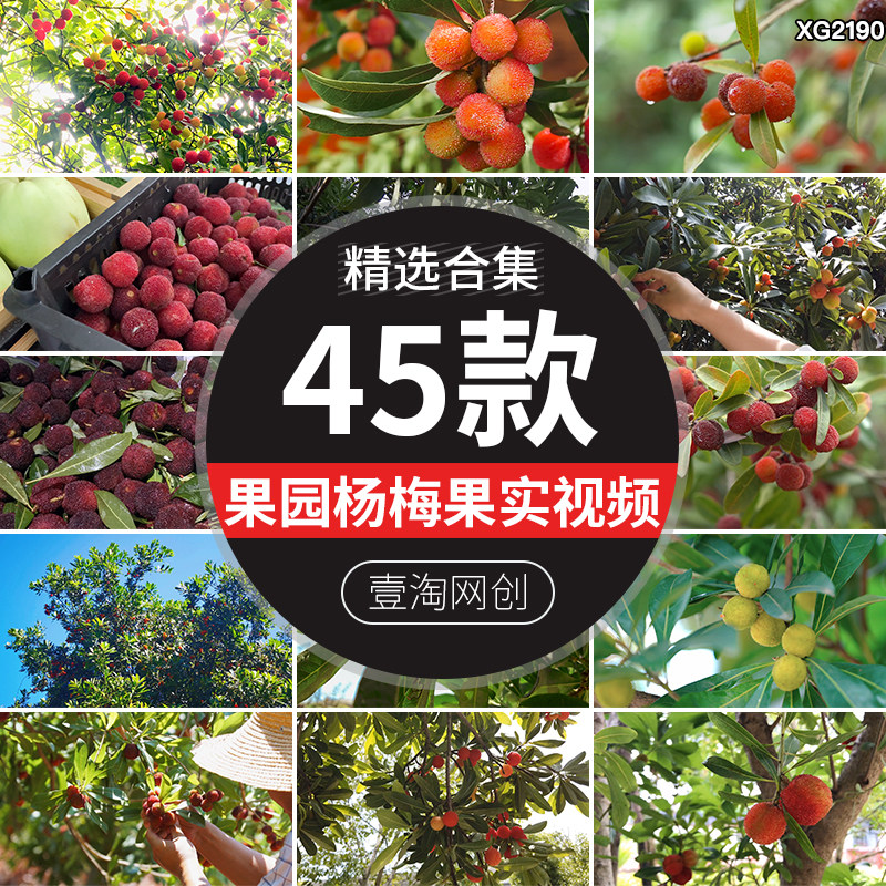 杨梅树果实成熟丰收采摘果园果树水果夏天枝头杨梅园实拍视频素材