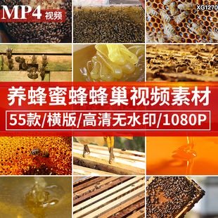 养蜂人蜜蜂蜂蜜蜂巢养殖采蜜蜂箱养蜂业液体蜂蜜采蜜高清视频素材