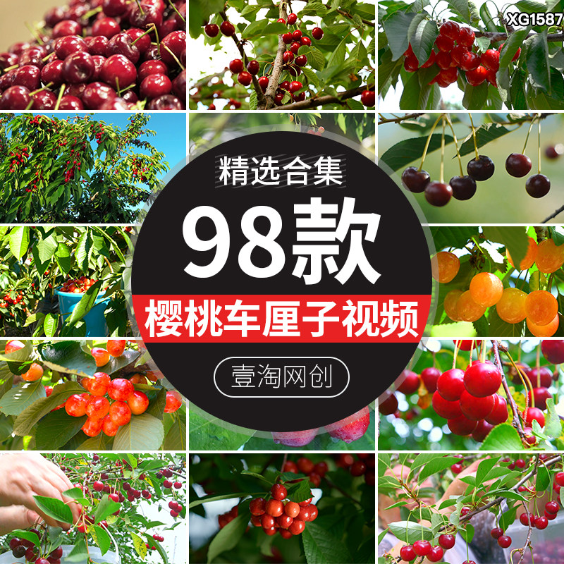 大樱桃果园水果红色樱桃树枝头果实特写成熟采摘车厘子短视频素材
